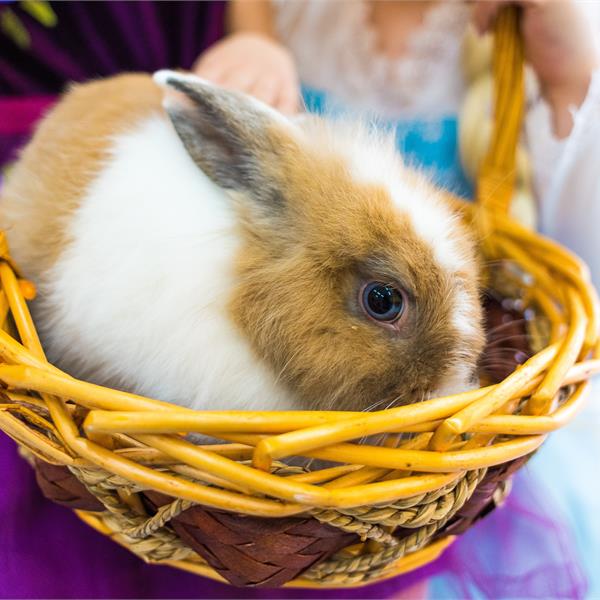 Ручной кролик