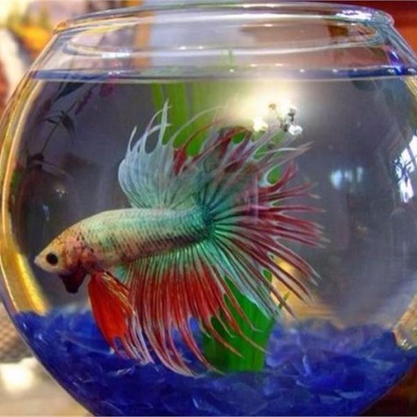 Мастер - класс "декорирование аквариума"