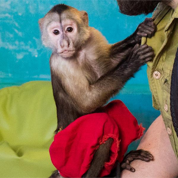 Шоу с экзотическими животными