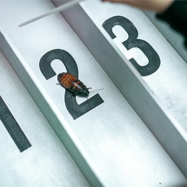 Тараканьи бега