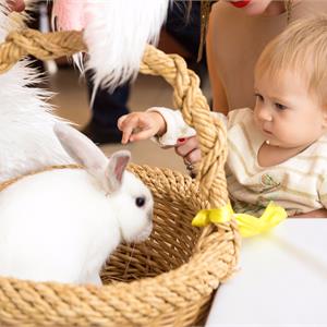 Ручной кролик