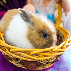 Ручной кролик