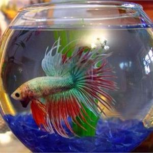 Мастер - класс "декорирование аквариума"