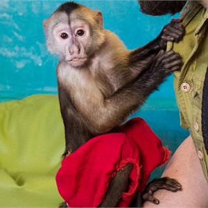 Шоу с экзотическими животными